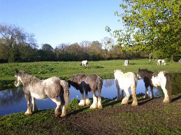 thumb-2013-05-01--HorsesOnTheMoor.jpg