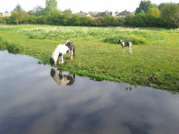 thumb-2013-05-17--HorsesOnTheMoor2.jpg