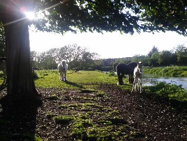 thumb-2013-05-22--HorsesOnTheMoor.jpg