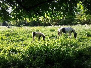 thumb-2013-05-23--HorsesOnTheMoor.jpg