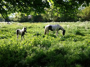 thumb-2013-05-23--HorsesOnTheMoor2.jpg