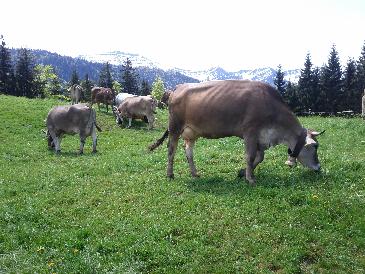 thumb-2013-05-28--MountainCows.jpg