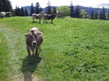 thumb-2013-05-28--MountainCows2.jpg