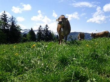 thumb-2013-05-28--MountainCows3.jpg