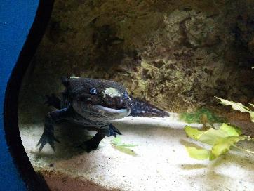 thumb-2013-12-28--Axolotl.jpg