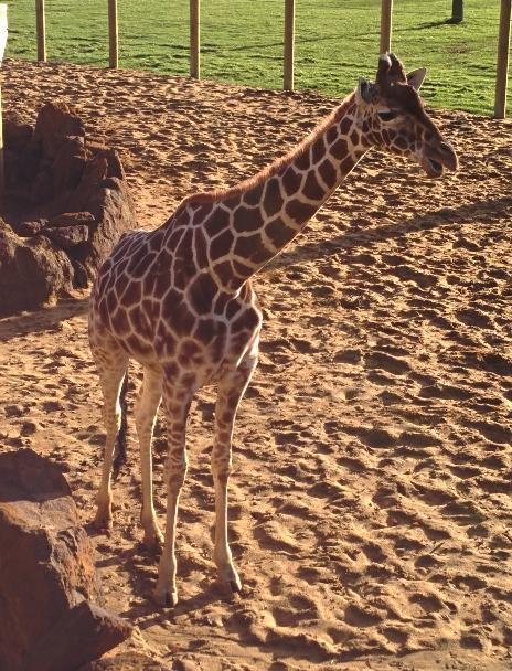 thumb-2013-12-28--Giraffe.jpg