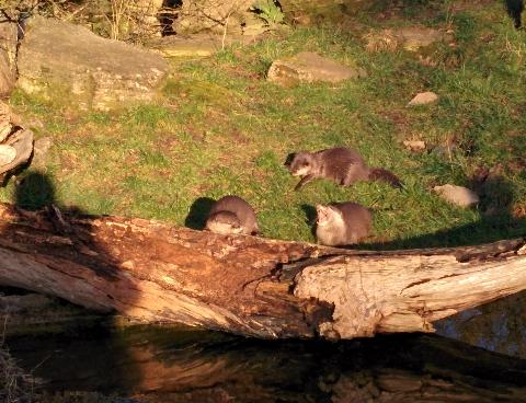 thumb-2013-12-28--Otters.jpg